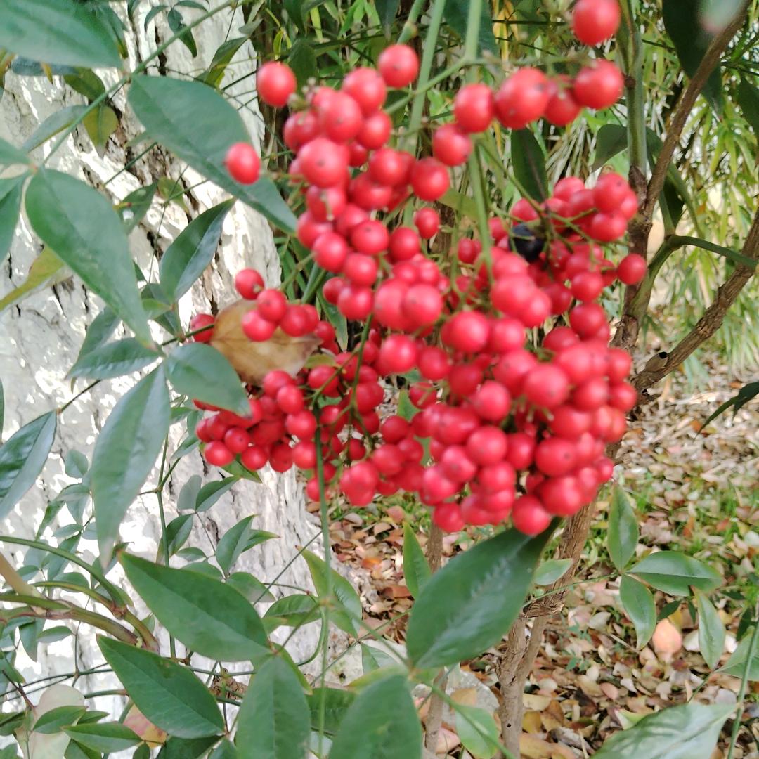 胖姐纯手工饺子