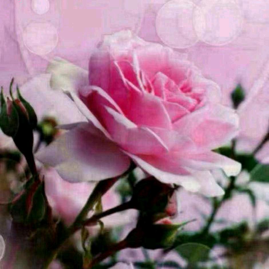 梅香飘散开心快乐每一天，