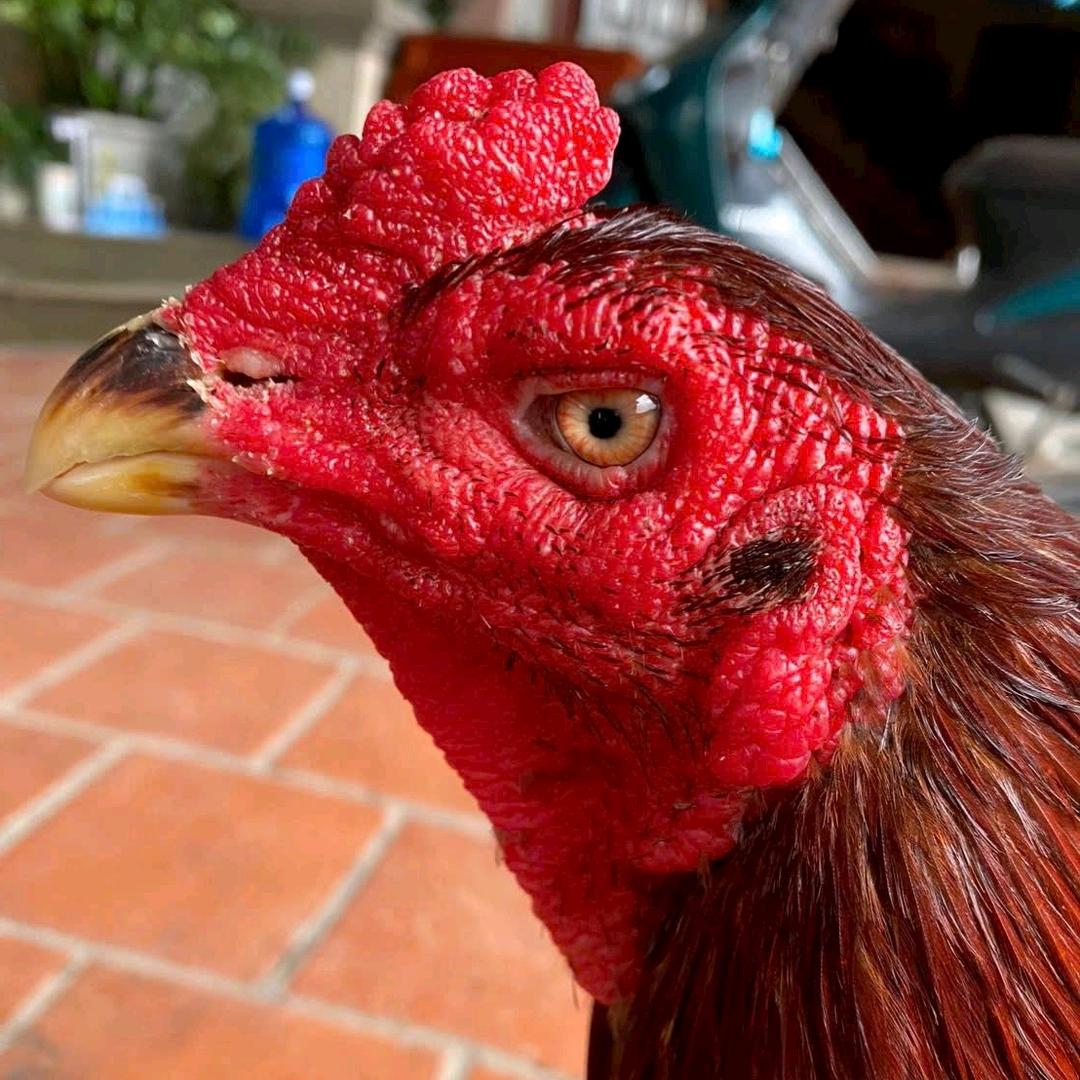 阿卜杜外力 斗鸡