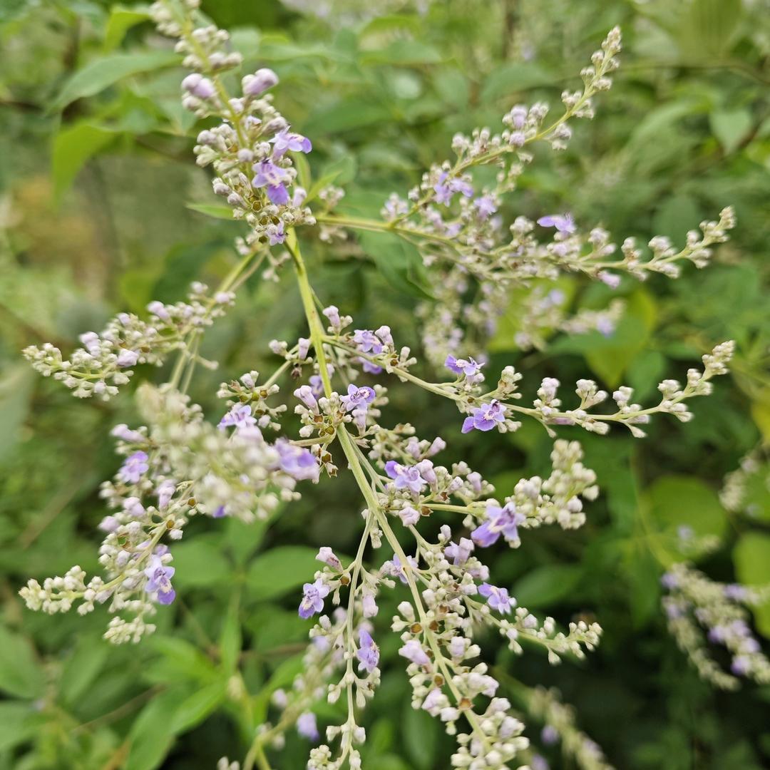 🐴🐴🐴90马の夏天🐴🐴🐴