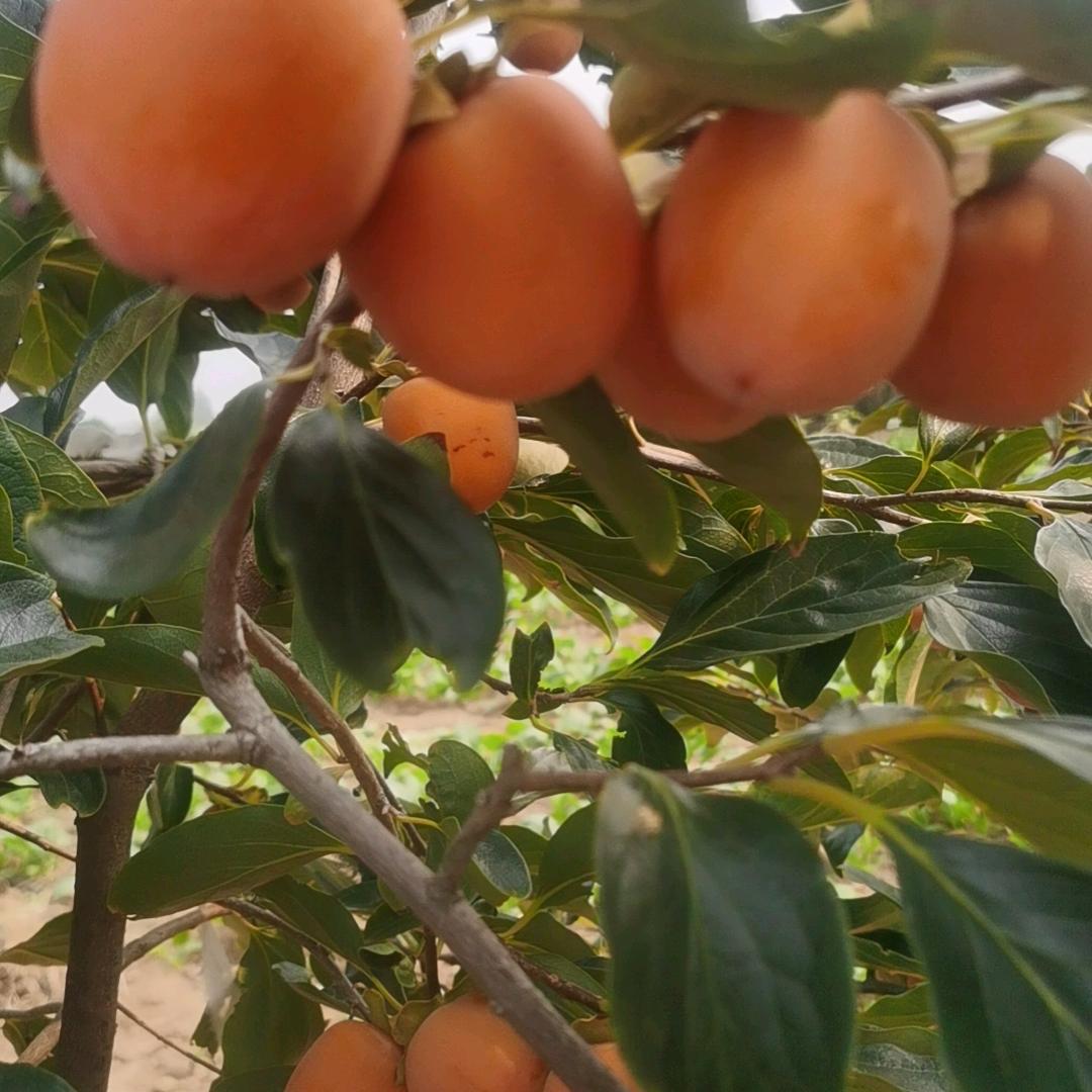 纪根时