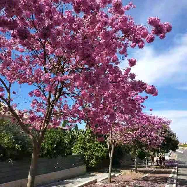 梅果