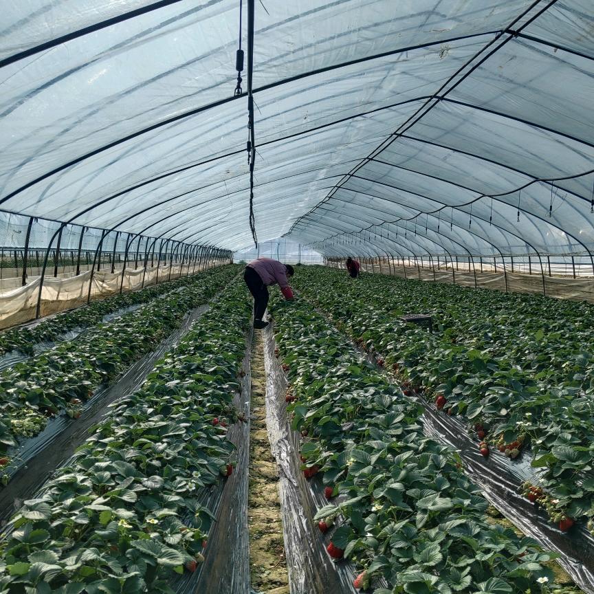 世界奥运会抬杠项目第一届冠军获奖者