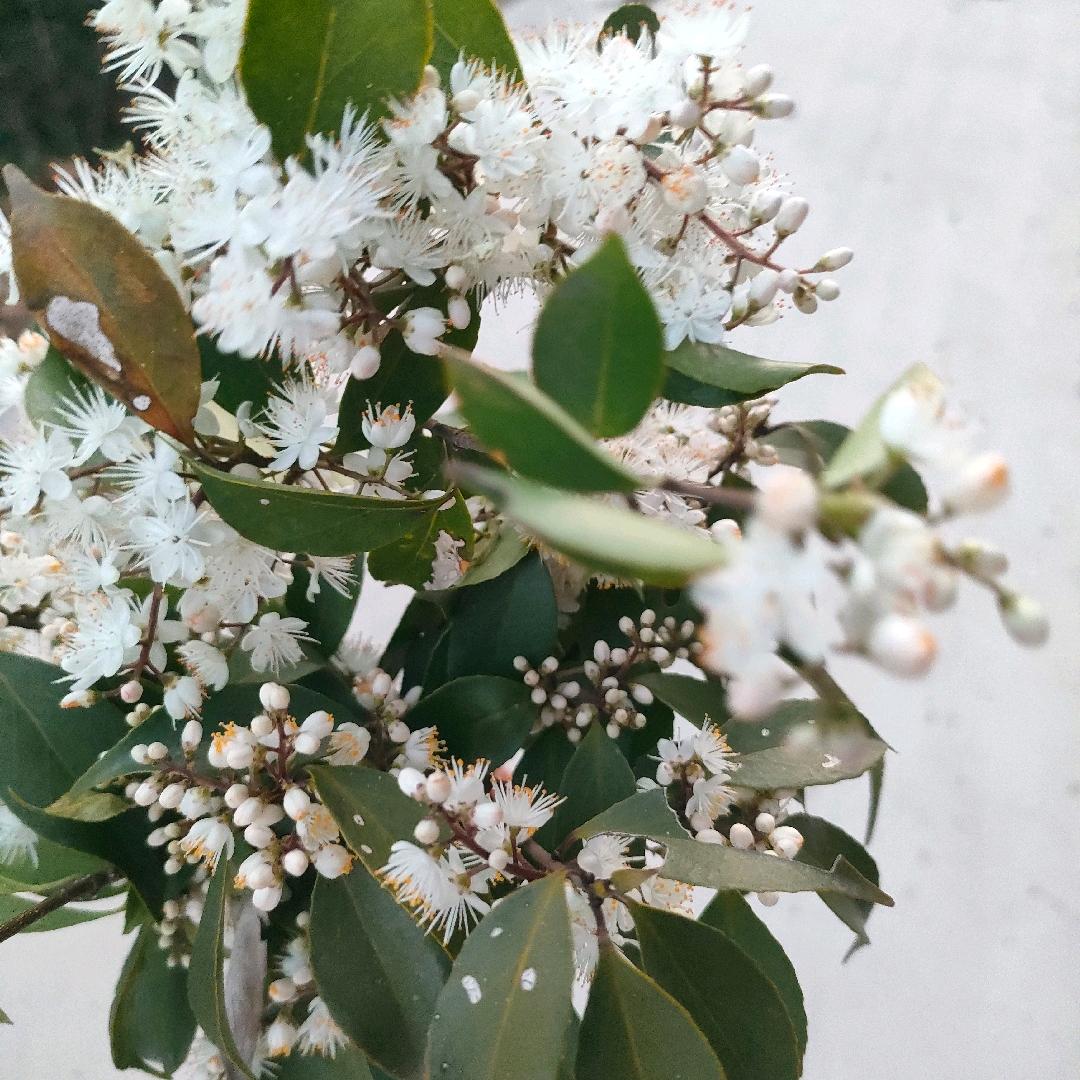 芹