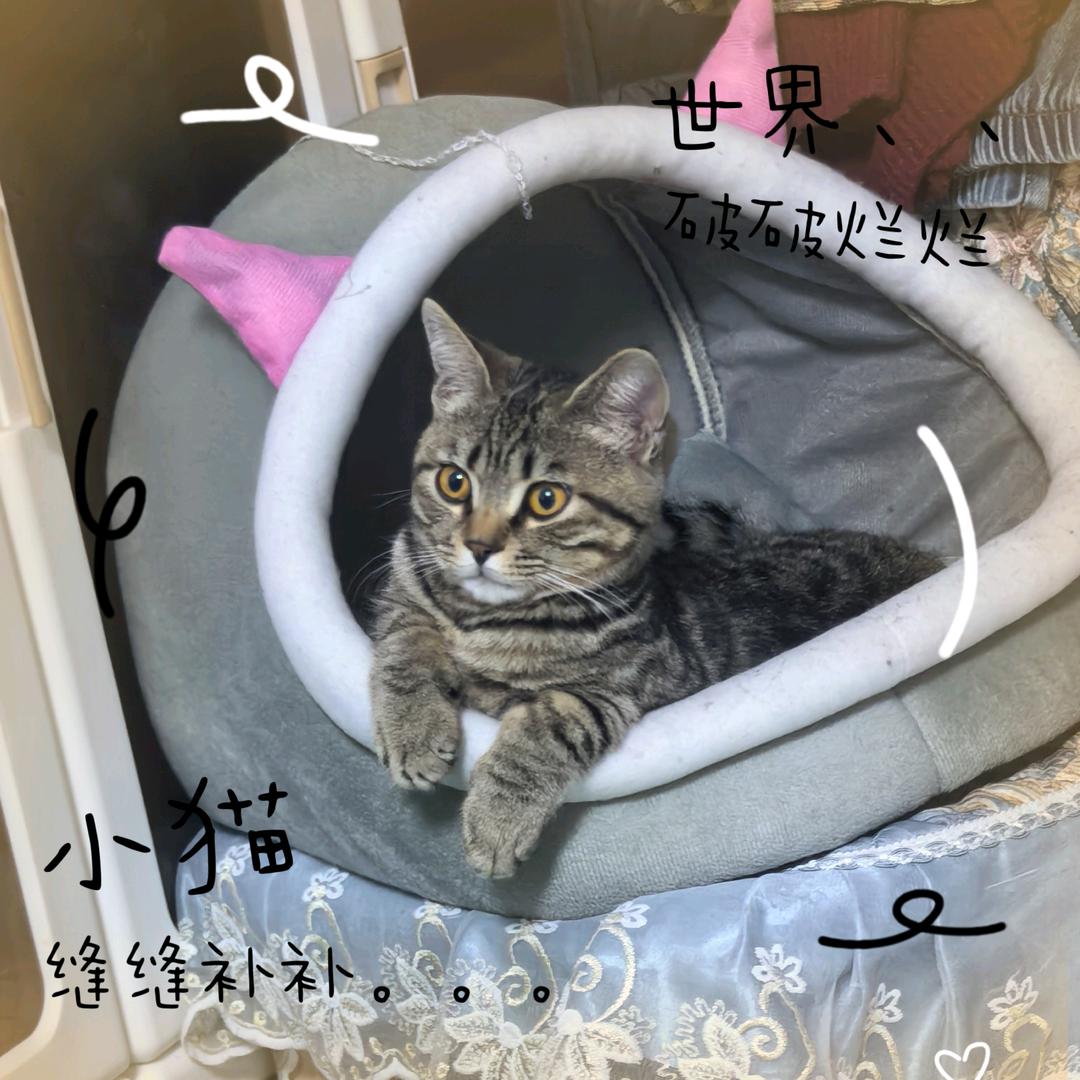 二妞是只小狸花