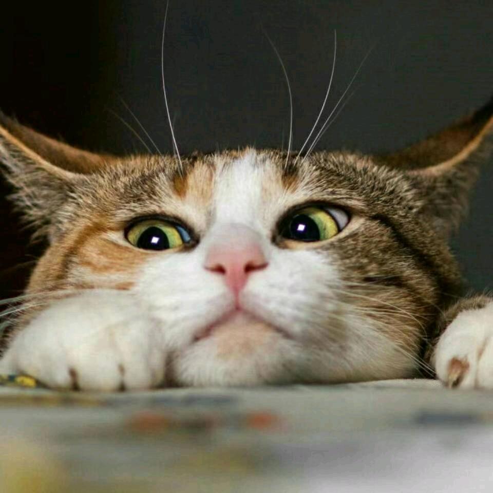 (◣_◢)