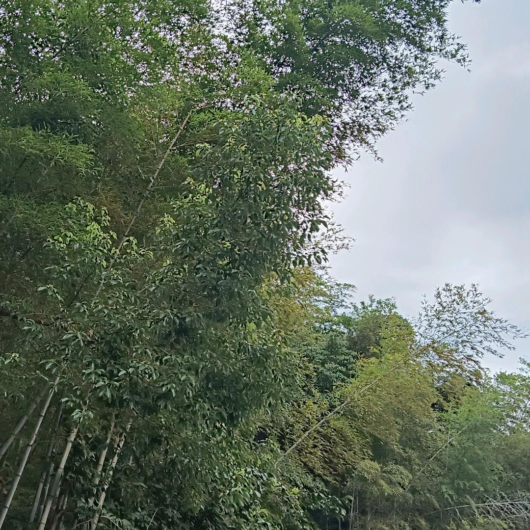 快乐68