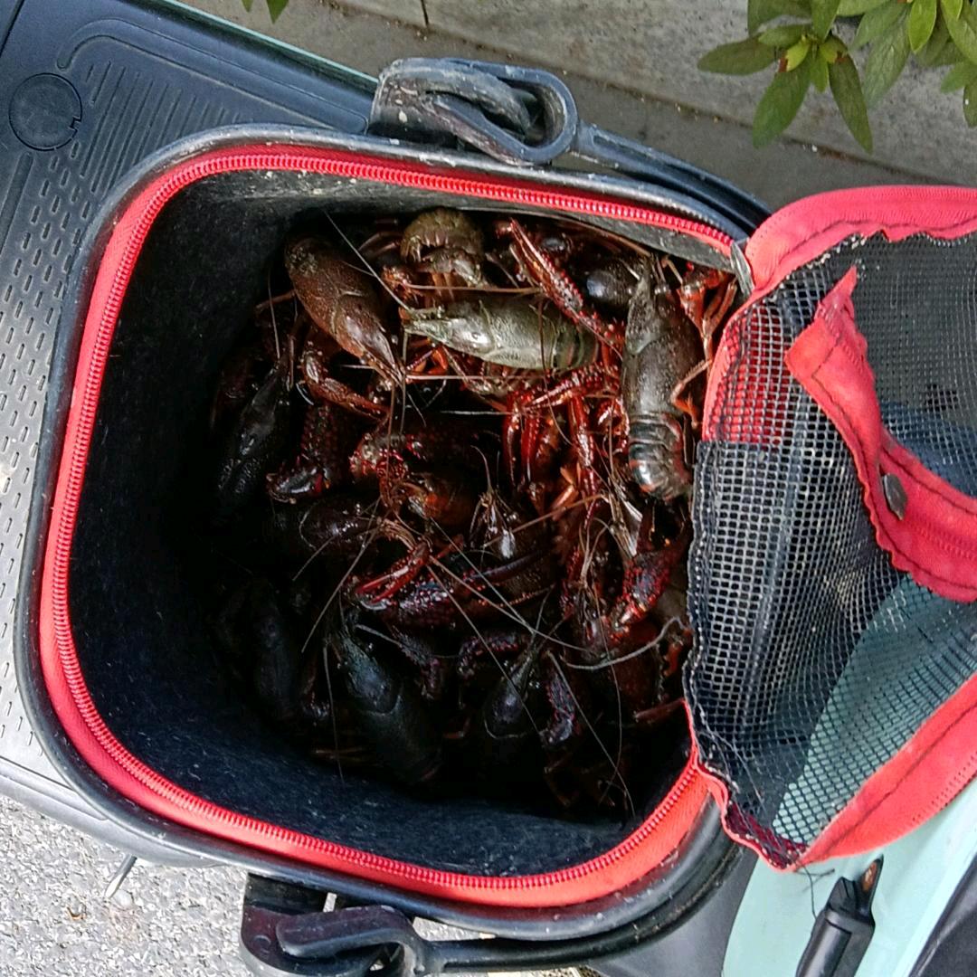 龙虾🦞哥