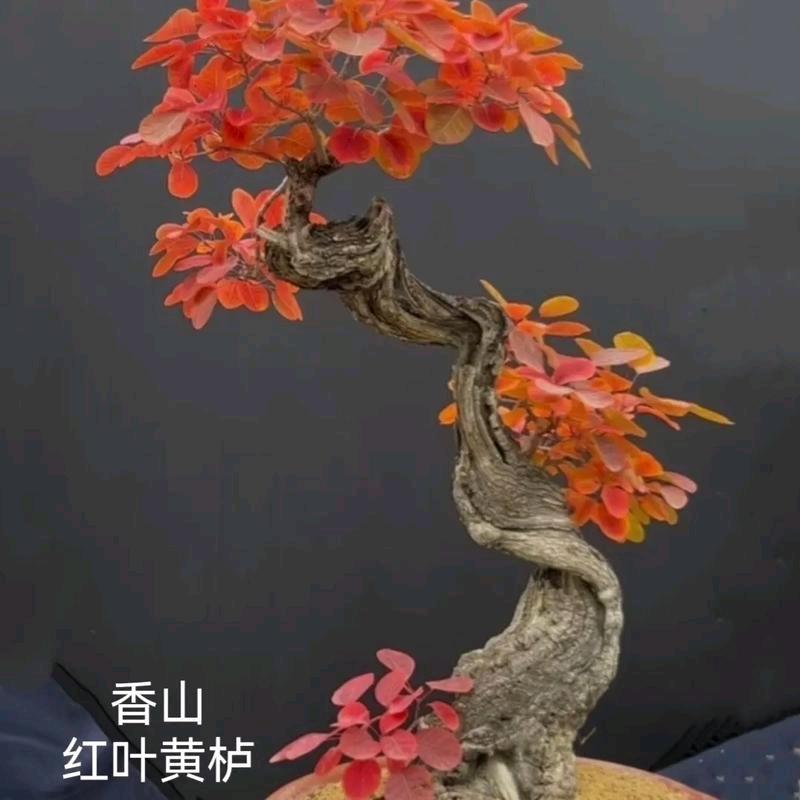 祥瑞桩园盆景