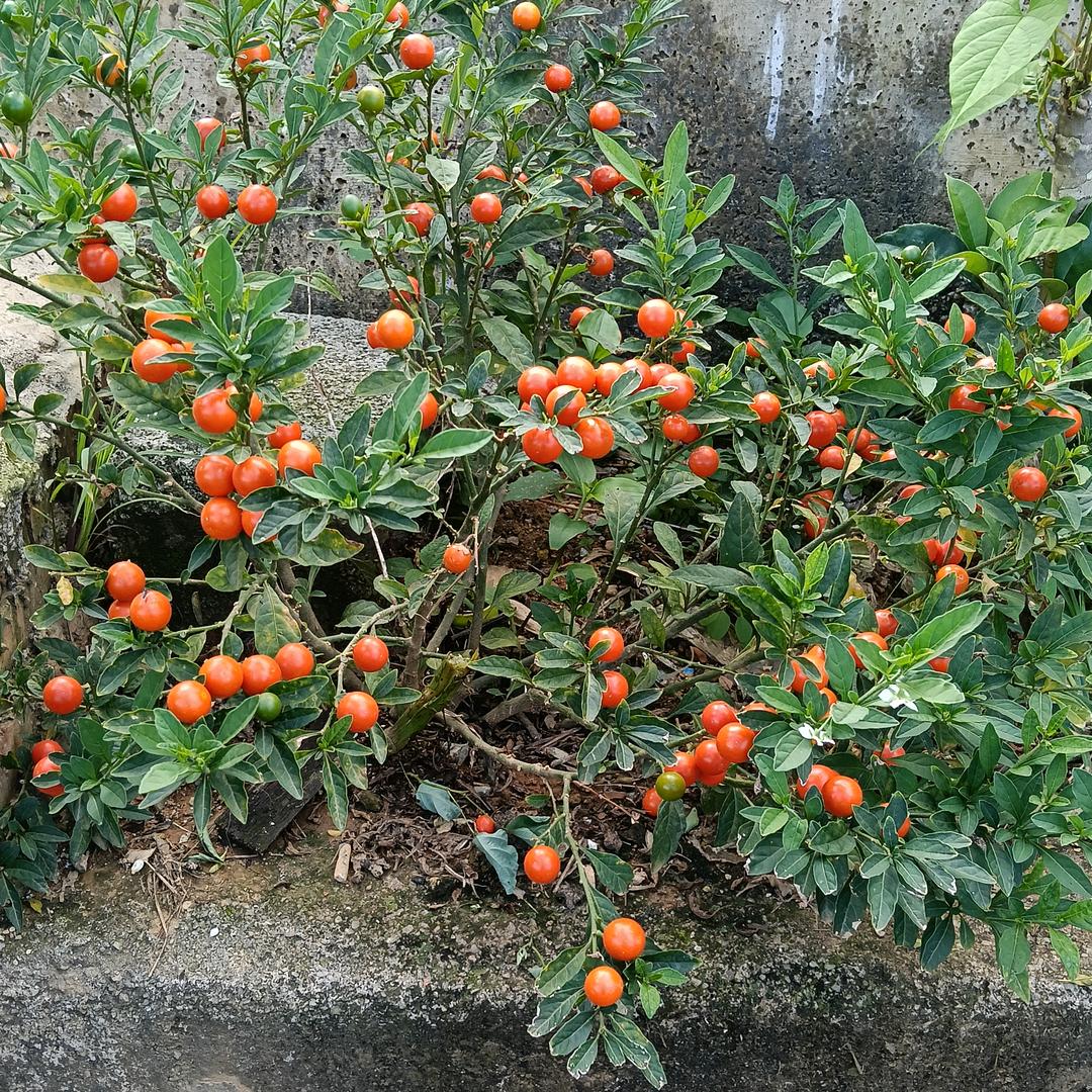 壮家八哥识百草