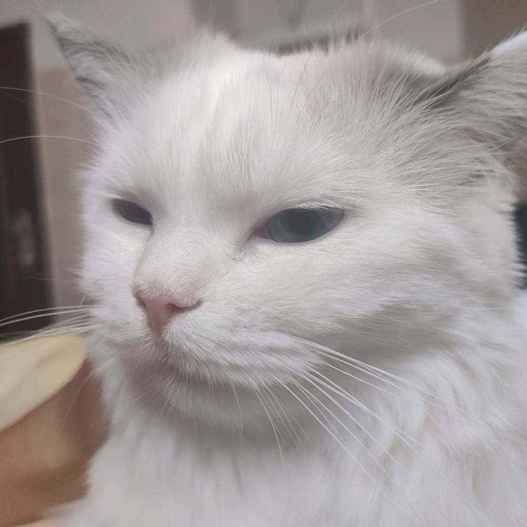 决绝　ぐ