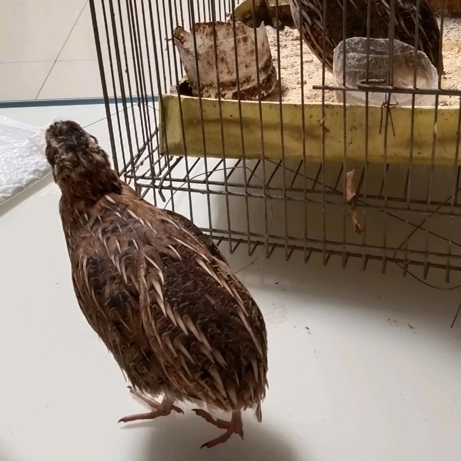 老王斗鹌鹑