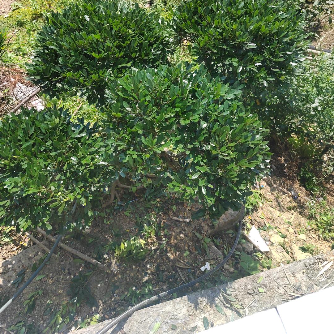 এ⁵²º᭄杨先生ღ᭄ꦿ¹₃¹₄