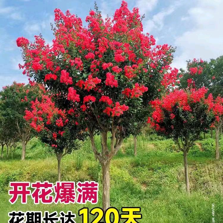 锦怡苗木销售