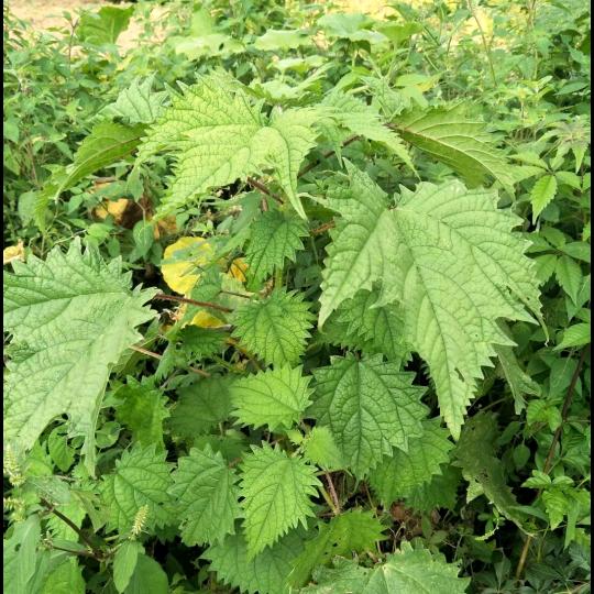 ☾᭄♡̶荨麻草ꦿོ࿐