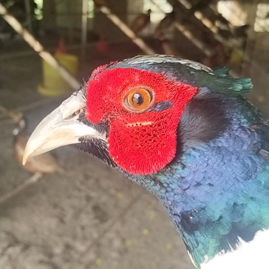 涢阳龙凤特禽养殖