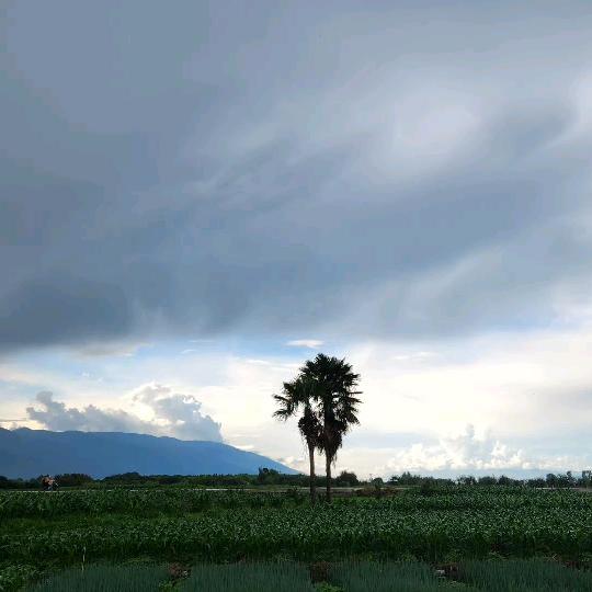 肝隨風去