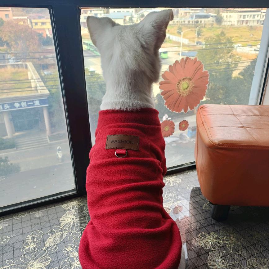 家有来福