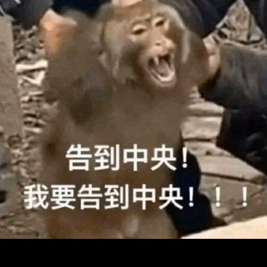 白菜🥬