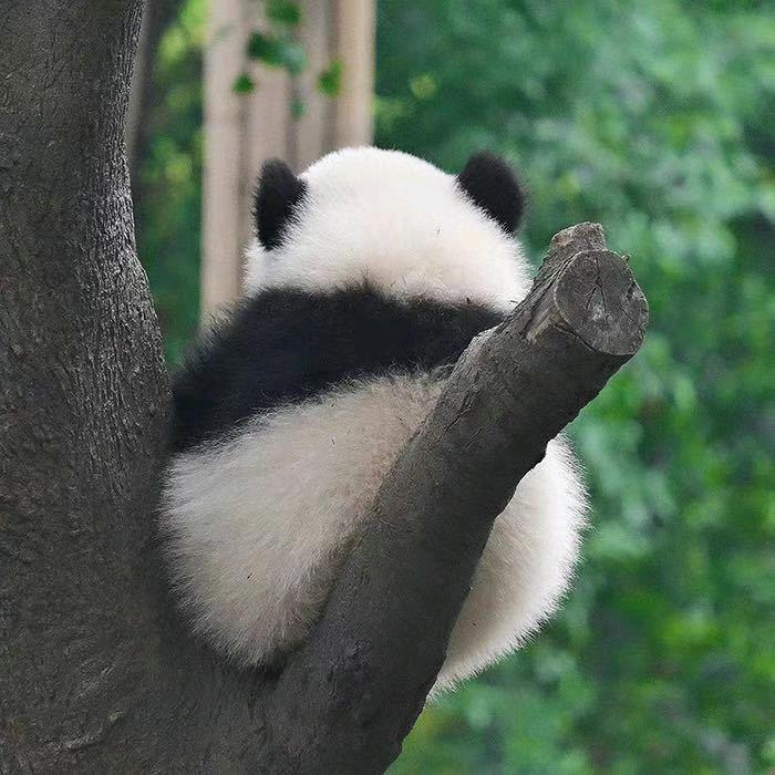 喝不胖