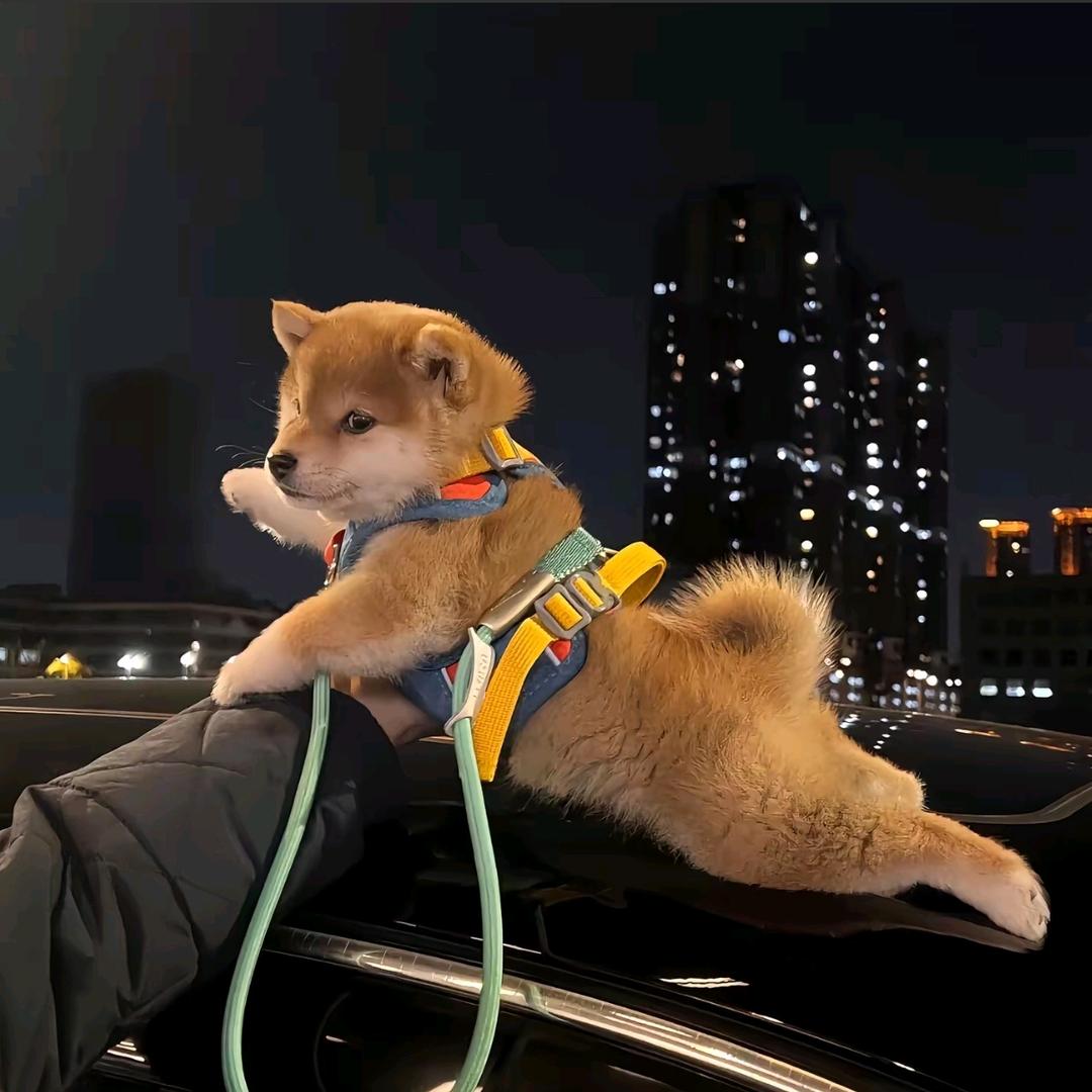 挥刀落樱