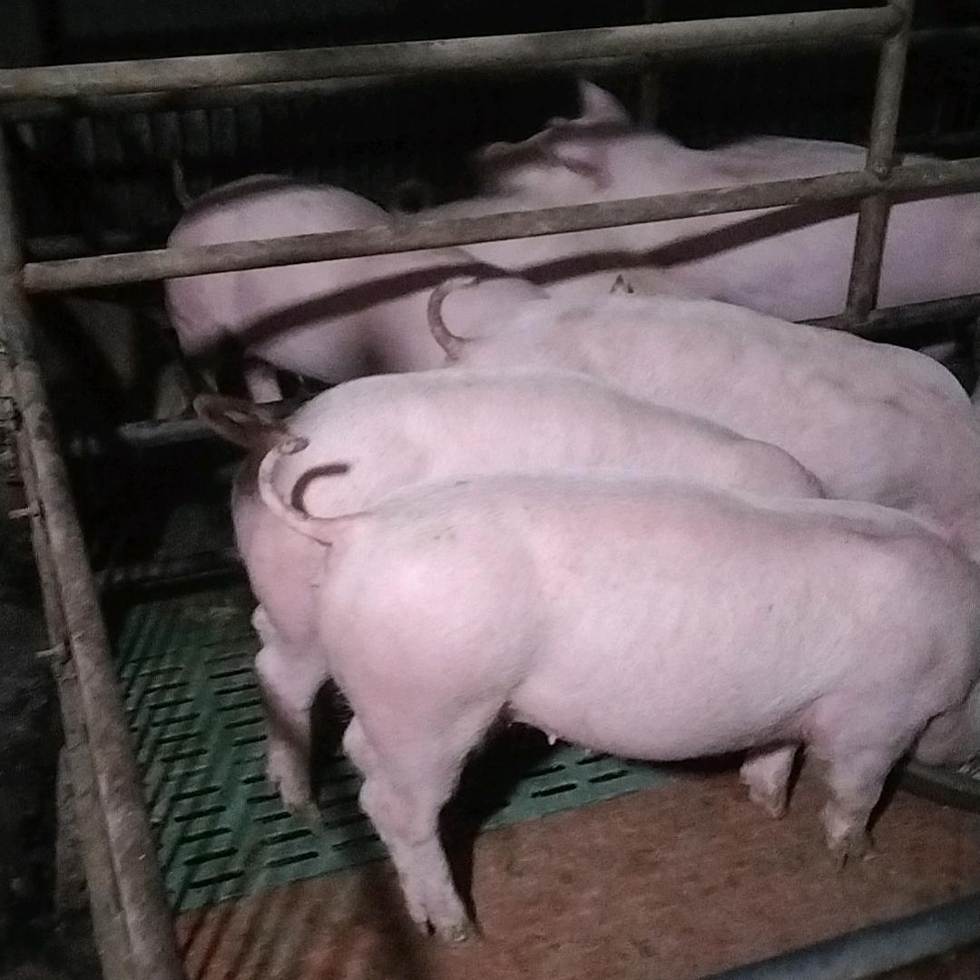 云镇养殖