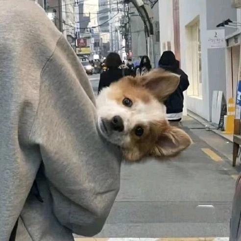 睁眼就是睡😴