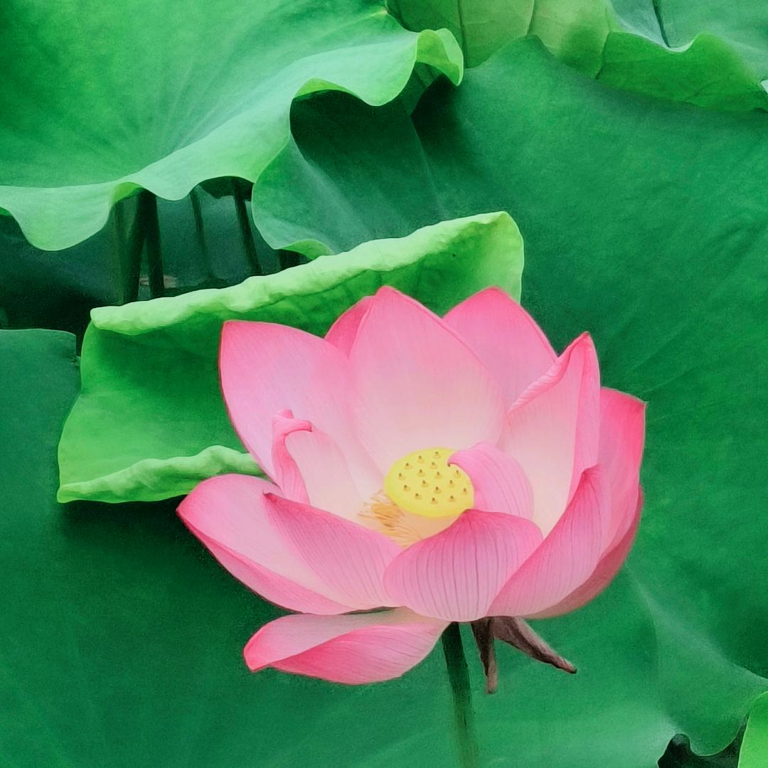 随心所欲