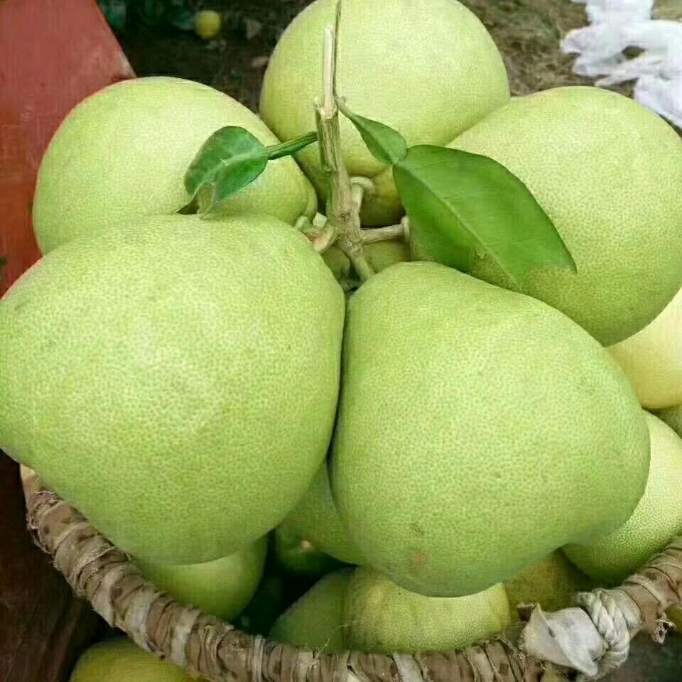 玉亮农场