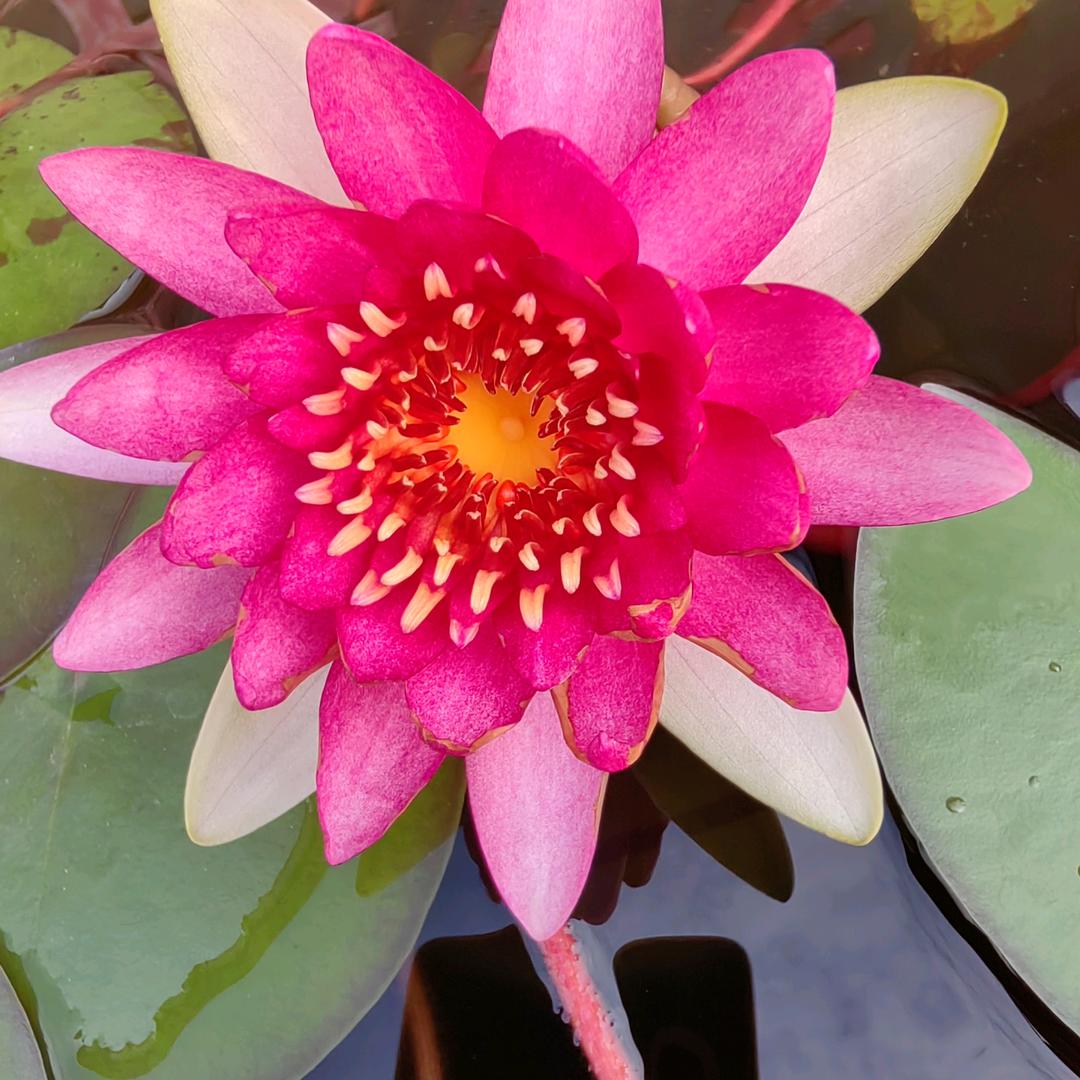 秀秀烟花
