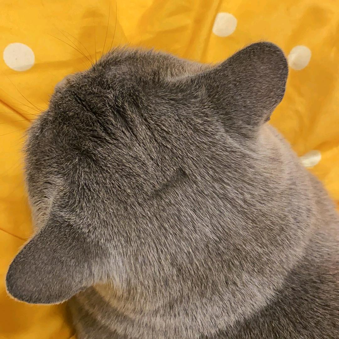 小桃子啵啵
