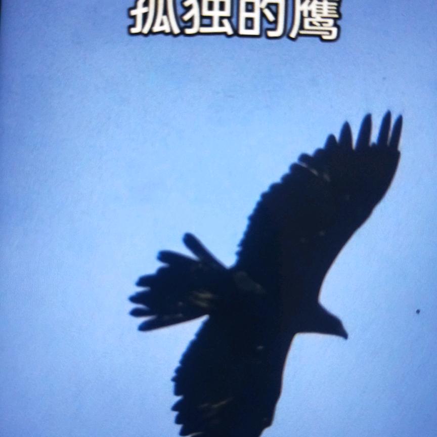 孤独的鹰