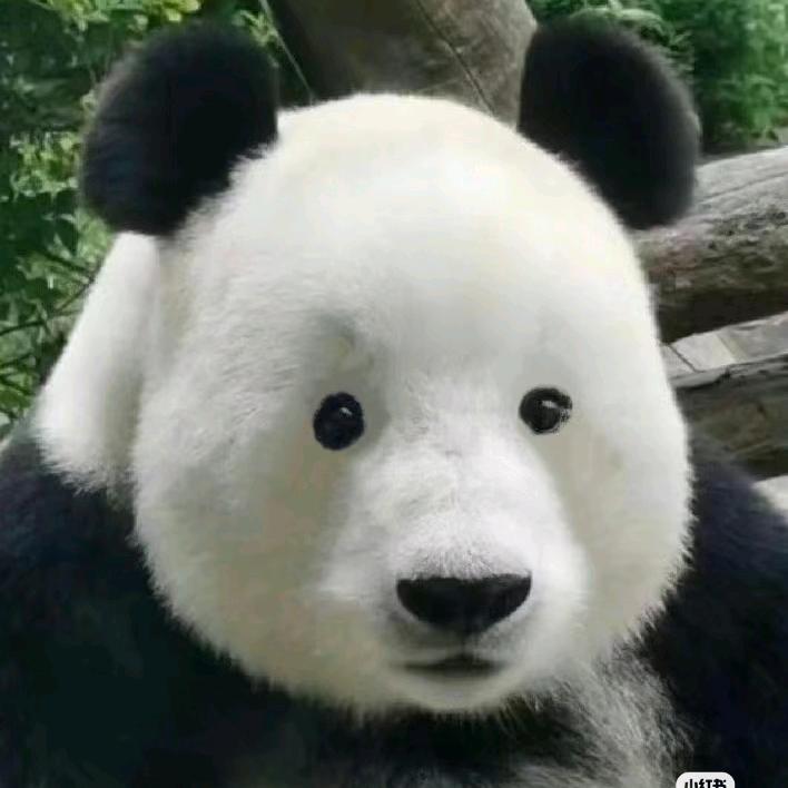 肉肉与烟花