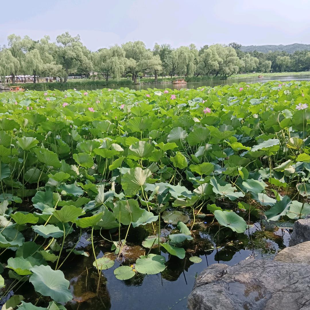 付豆豆