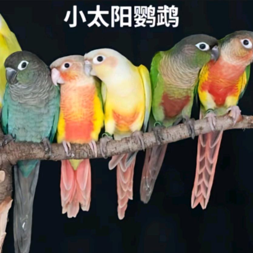 永城市洪姐养殖场/直播号