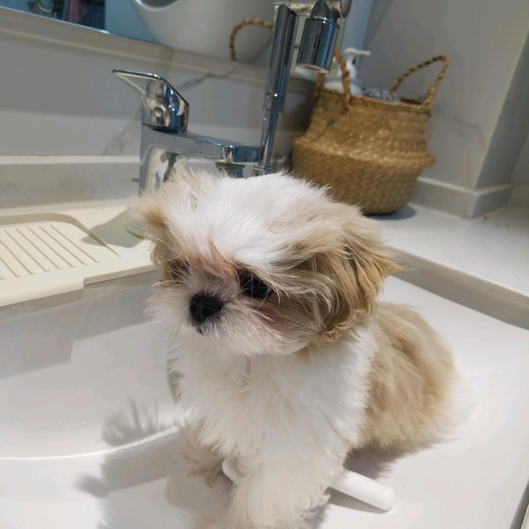 拿铁味的西施买🐶私信
