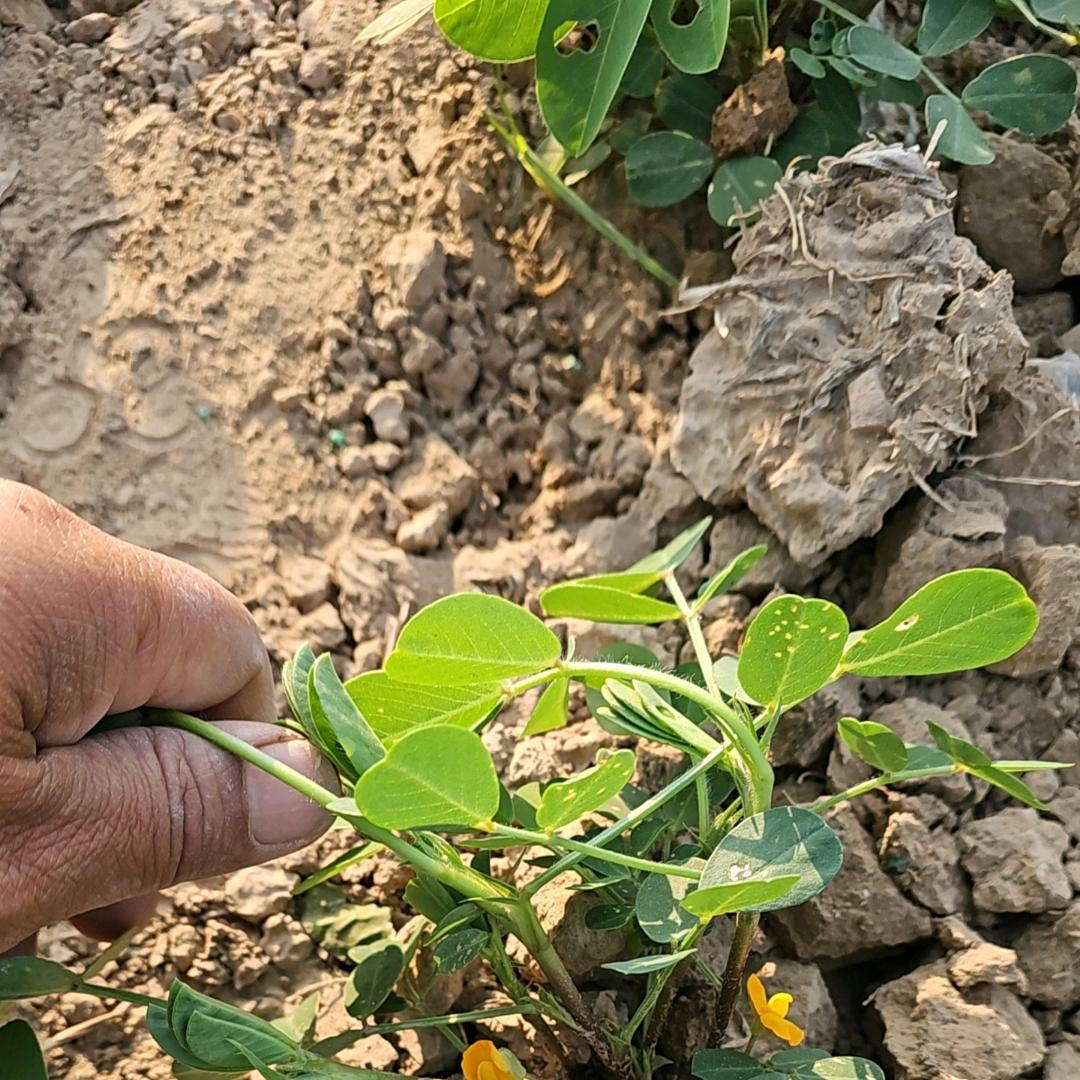 kong.ling（🧚‍♀️）