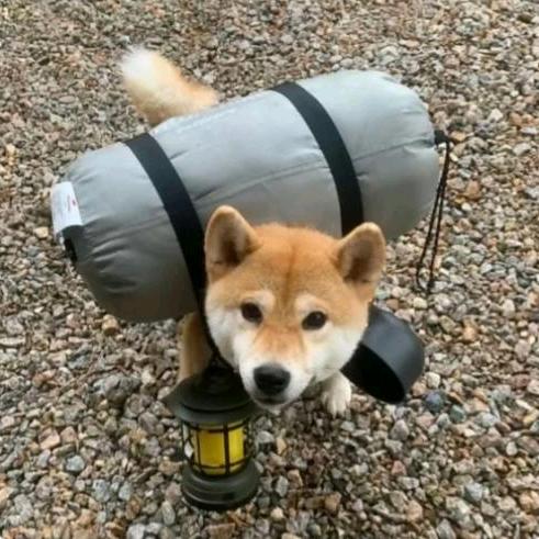 不愿染是与非·