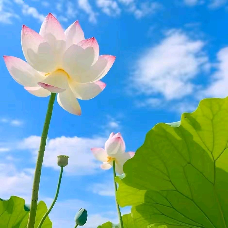 宁静致远