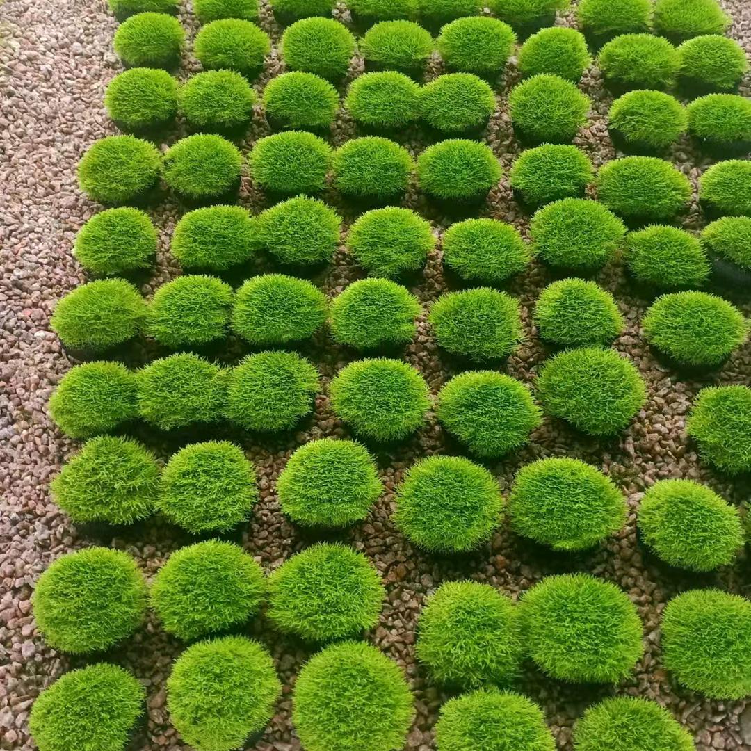 水草沫沫