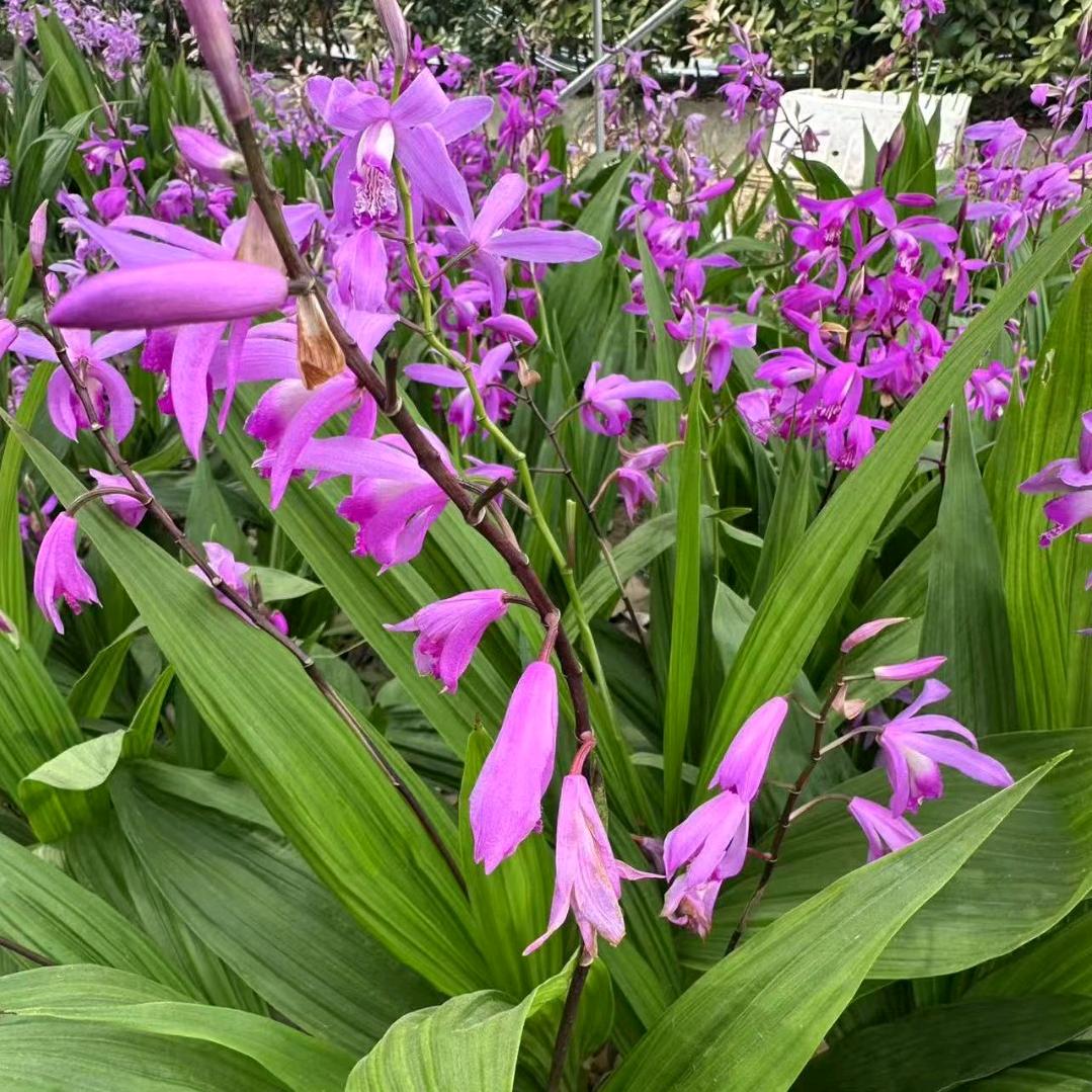 中药材种植基地