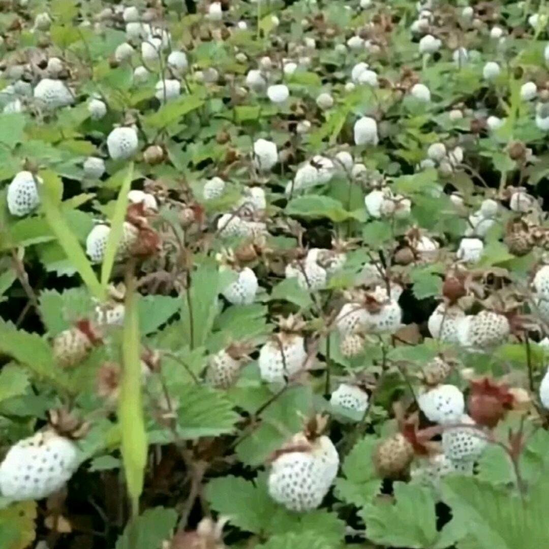 一人打单