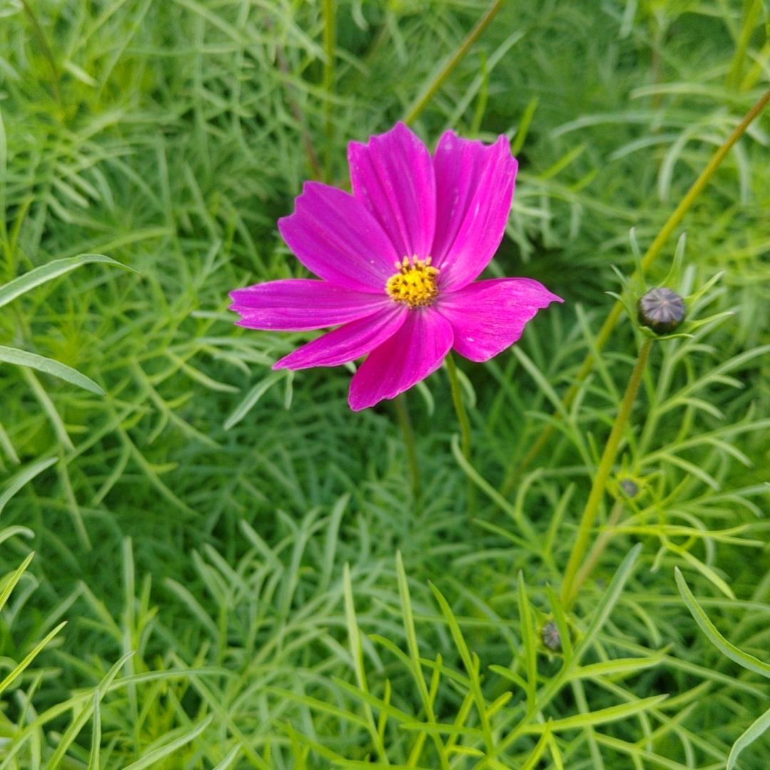 兄妹(哥哥、妹妹)