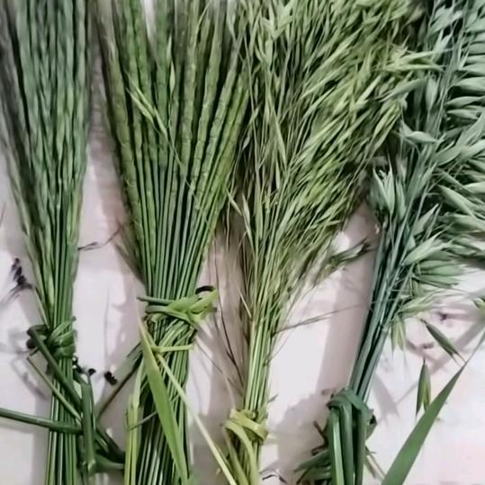 言美意合