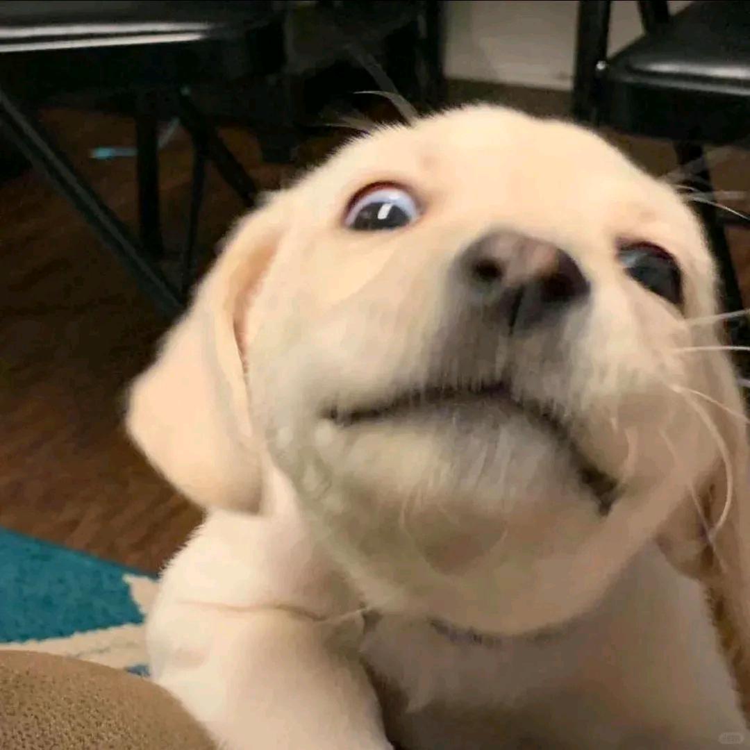 忘关自动续费🙉