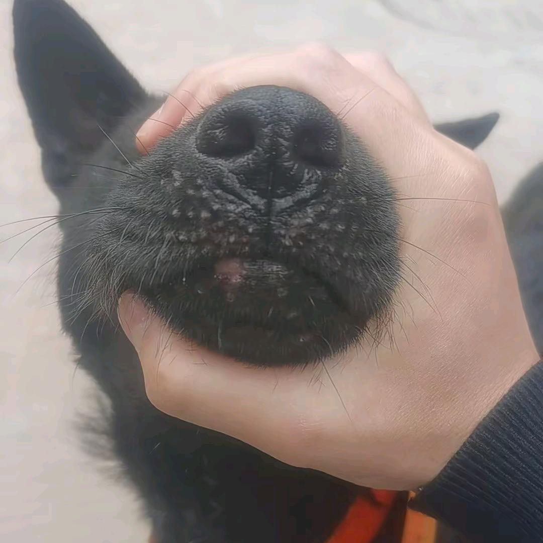 我的狗有点疯