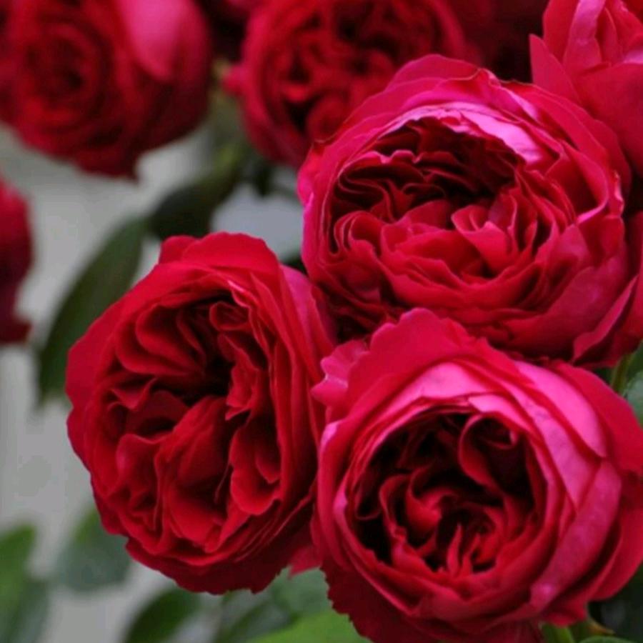 花妈家花卉园艺