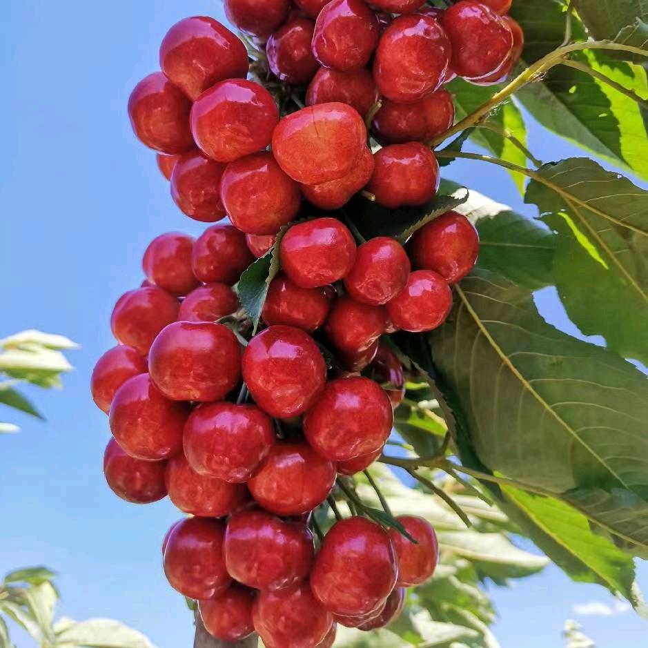 易县大樱桃采摘园🍒🍒
