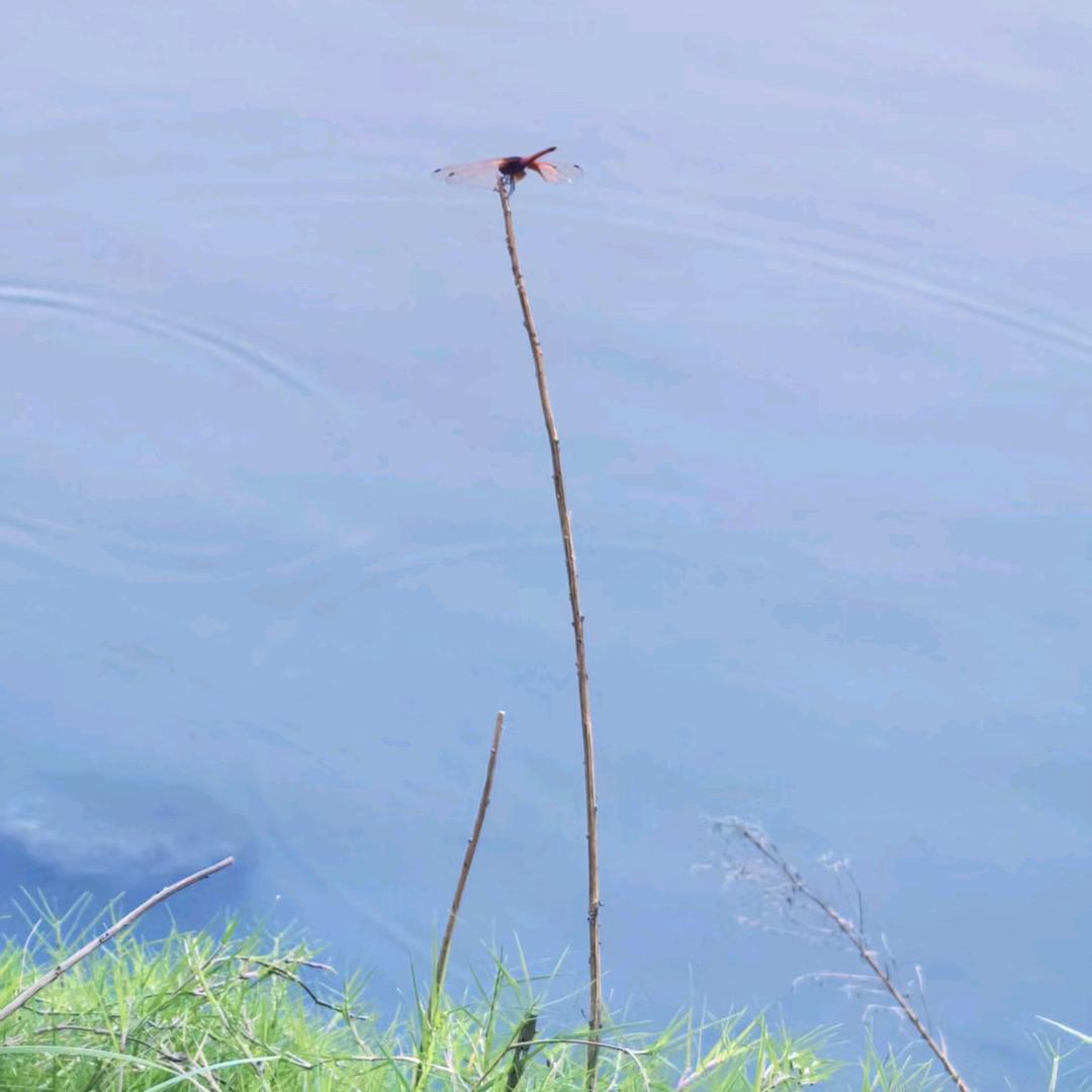 wan