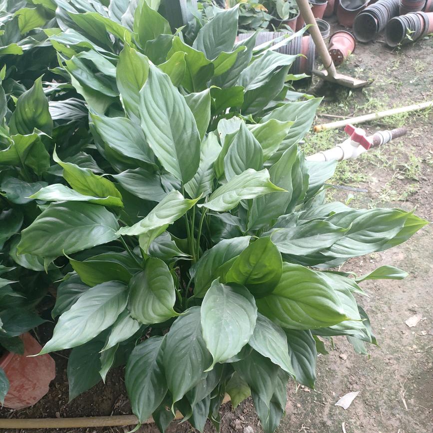 竹风雅梦，懂姐